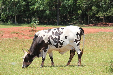 Cow