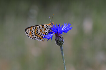 Beautiful Iparhan butterfly - Melitaea syriaca