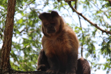 Macaco-prego-das-Guianas