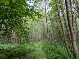 The forest in summer. A forest trail in the thicket. A walk in a summer forest.