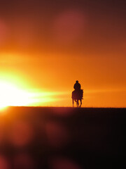 Rider on a horse in the sunset