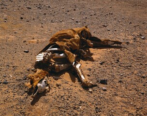 north africa, sahara, animal carcass, africa, desert, desert sand, sand, carcass, animal,...