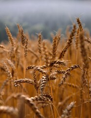 Fototapeta premium wheat ears, wheat field, cereal cultivation, economy, agriculture, cultivation, grain, wheat, triticum, ears, crop, grain field, land use, wheat cultivation, cereals, 