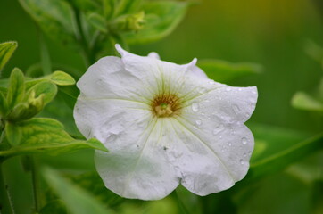 flower with dew drops