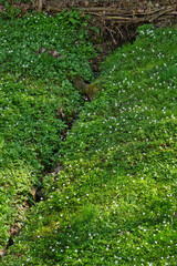 Buschwindr&ouml;schen am  B&auml;chlein Im Fr&uuml;hjahr