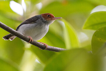 Birds in Singapore Ashy Tailorbird