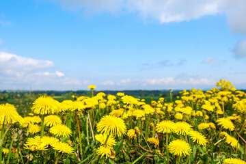 Flowering dandelion flowers in a sunny summer landscape