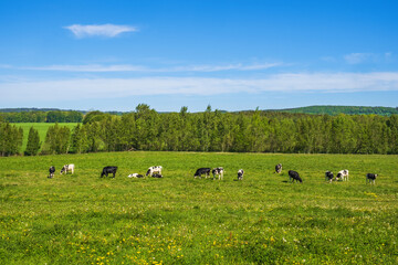 Obraz premium Grazing cows in a pasture with wildflowers in a summer landscape