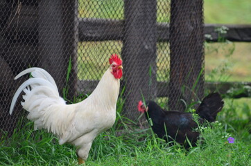 rooster and hen