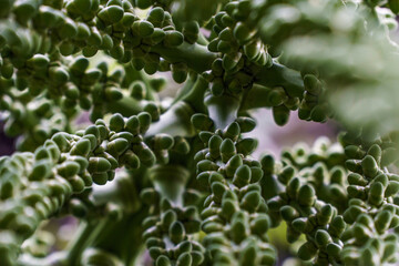 Young fruit of the arenga pinnata palm tree