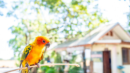 Sun Conure parrot yellow and green colours on tree. Summertime. Copy space.