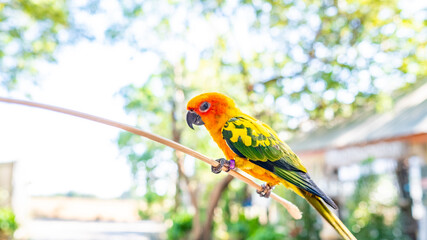 Sun Conure parrot yellow and green colours on tree. Summertime. Copy space.