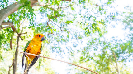 Sun Conure parrot yellow and green colours on tree. Summertime. Copy space.