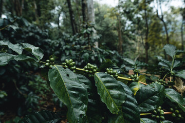 coffee plantation in tropical forest