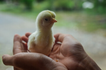 A little girl holding a newborn chick stands on her hand cutely in the morning.