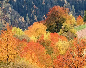 mixed forest, autumn, forest, trees, deciduous trees, autumn colours, autumn leaves, foliage,...