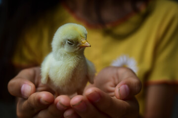A little girl has a chick standing on her hand cutely.