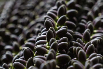 Obraz premium Young fruit of the arenga pinnata palm tree
