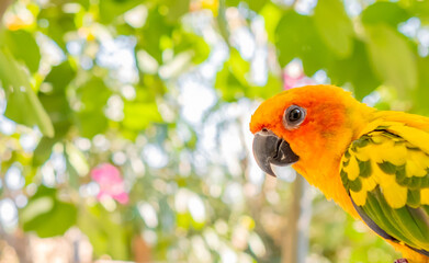 Sun Conure parrot yellow and green colours on tree. Summertime. Copy space.