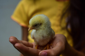 Two white chicks are cutely on a little girl's hand.