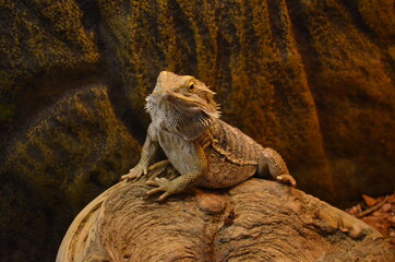 iguana on the rock