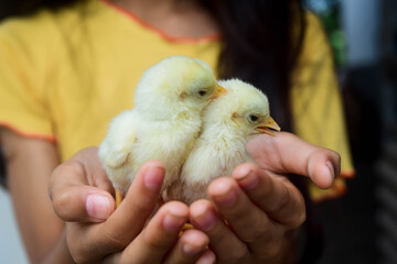 Two chicks are cutely on a little girl's hand.