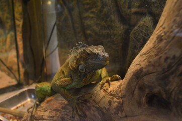 iguana on a tree