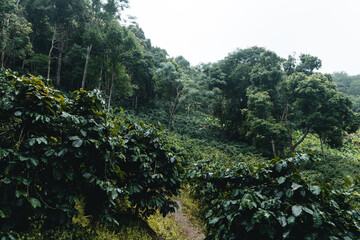 coffee plantation in tropical forest