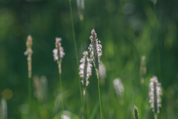 Alopecurus pratensis, meadow foxtail flowers closeup selective focus