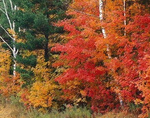 forest, deciduous trees, autumn, america, usa, new england, indian summer, mixed forest, trees, birch trees, maple trees, autumn colouring, season, autumnal, autumn leaves, nature, 