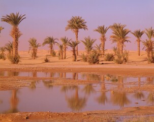 north africa, algeria, sahara, oasis, date palms, africa, water, water reflection, reflection,...