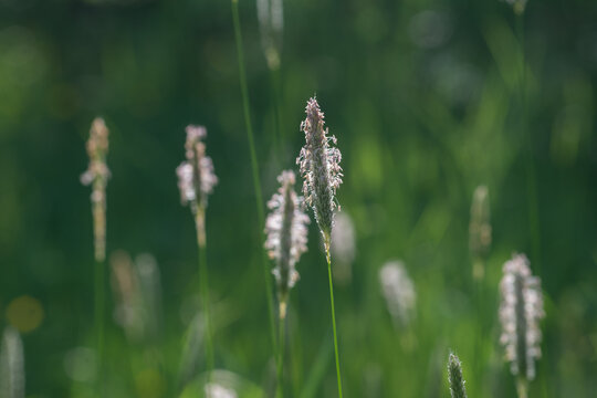 Alopecurus pratensis, meadow foxtail flowers closeup selective focus