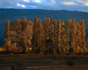 new zealand, south island, pyramid poplar, black poplar, populus nigra, autumn, var. italica,...