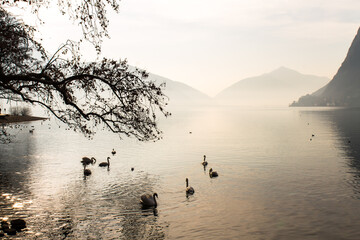 A few swans that are close to the shore on Lake Lugano in a foggy atmosphere while in the background of the mountain. Ideal calm background of the lake shore and views of the water and the alps