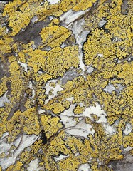 marble, map lichens, close-up, plants, vegetation, nature, stone, overgrown, lichens, lichen, yellow, crustose lichens, lichenes, 