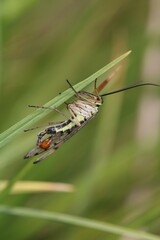 A male Scorpion fly perches on grasses. Scientific name Panorpa communis.