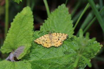  Day flying moth called The Speckled Yellow. Scientific name Pseudopanthera macularia.