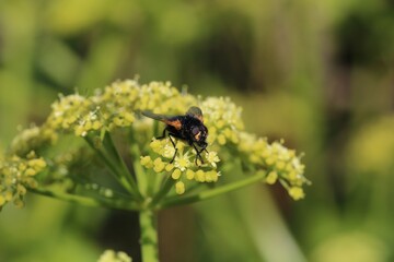 A Noon Day fly. scientific name Mesembrina meridiana. Fly is resting on some wild alexander flowers. 