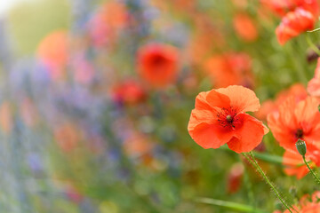 Poppy flower in the wild countryside.