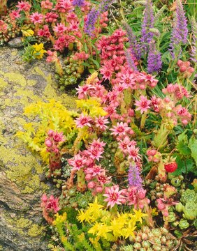 alpine flowers, sempervivum montanum, blossoms, flowers, mountain flowers, rock, summer, 