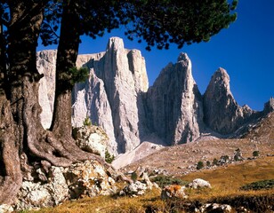 Fototapeta premium italy, south tyrol, dolomites, sella-joch, sella towers, outside, mountain landscape, mountains, mountain top, tree, pine, detail, nature, 