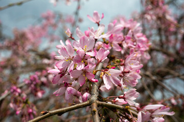 Cherry blossom, sakura flowers on a tree in spring