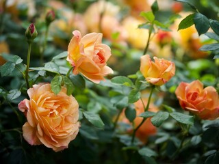 Rose Bush