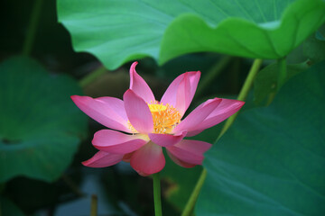 Beautiful lotus in the pond, North China