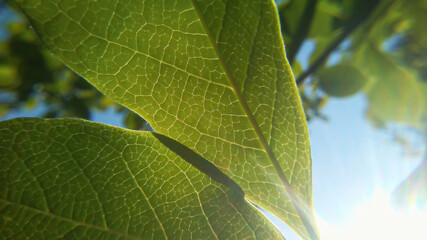 Beautiful sun rays with two leaves