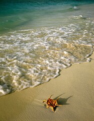 beach, shell, sea, lead, holiday, shore, sandy beach, sand, shell casing, washed up, solitude, water, 