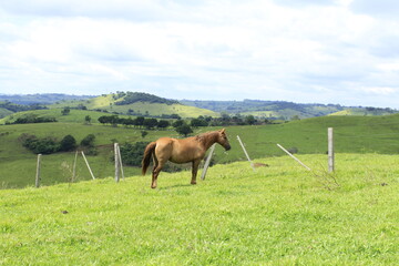 Cavalo na paisagem