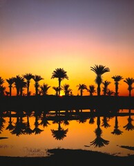 beach, lagoon, silhouette, palms, sunset, palm beach, evening, evening mood, mood, water...