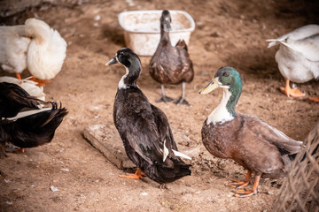 Ducks in the farm. Copy space. Soft focus.