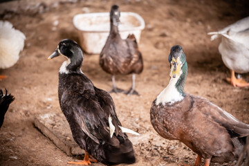 Ducks in the farm. Copy space. Soft focus.